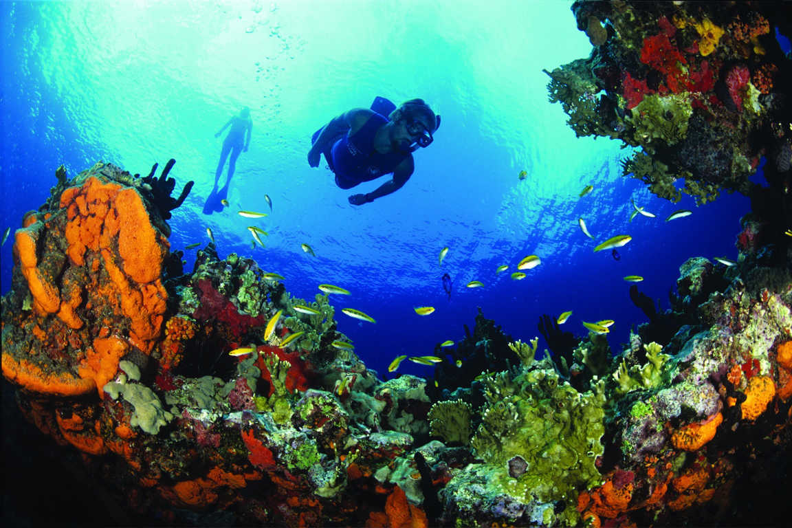 The underwater worldCoral reefs